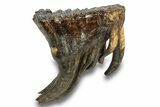 Fossil Juvenile Woolly Mammoth Molar - Nice Roots! #259869-1